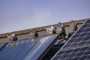 How to Keep Animals from Nesting Under Your New Solar Panels This Summer